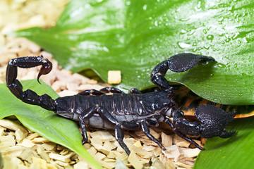 Scorpion in wildlife