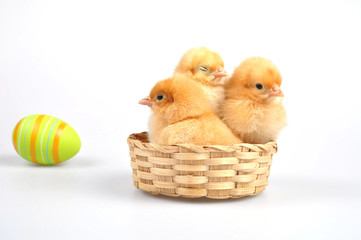 Easter - chickens in a basket and the egg - obrazy, fototapety, plakaty