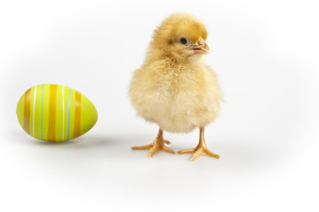 Easter Chick - Isolated - obrazy, fototapety, plakaty