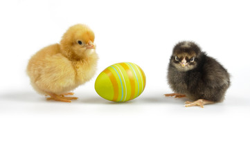 Easter - yellow and black chicken - isolated - obrazy, fototapety, plakaty