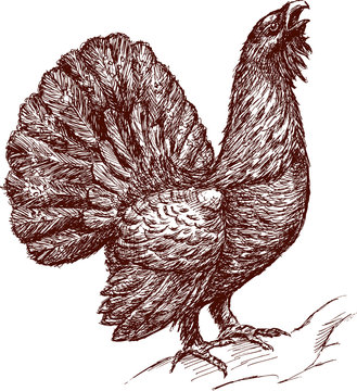 recommend clip art: capercaillie