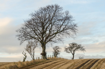Fototapeta premium Tree on a hilly field against cloudy sky
