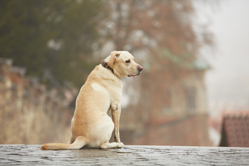 Yellow labrador retriever is waiting on the street