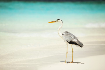 Grey Heron