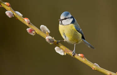 Blue tit on a willow twig