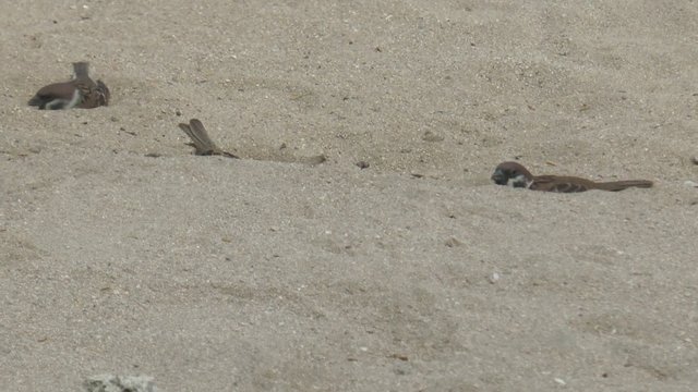 oiseaux faisant leur toilette dans le sable
