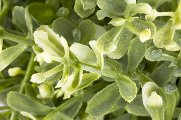 cespe primaveral por la mañana