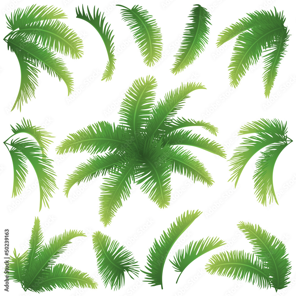 Poster branches of palm trees
