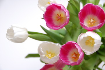Grußkarte - Blumenstrauß weiße und pinke Tulpen