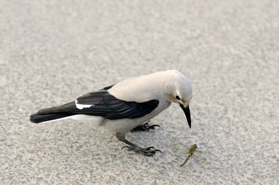 Clarks Nutcracker