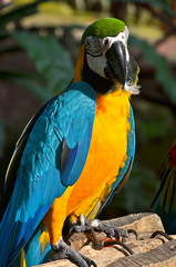 Blue and Yellow Macaw