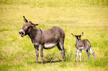 Mother and Baby Burro