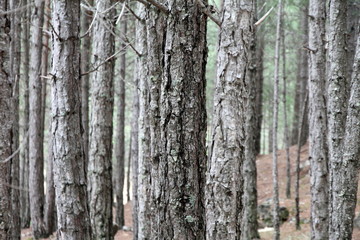 Pine tree forest in the Gudar mountains Teruel Spain