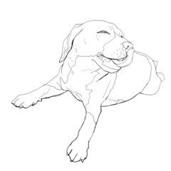 Fototapeta premium Happy's time of beagle