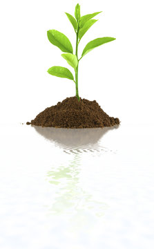 plantule de citronnier