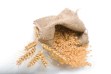 Wheat grains and ears