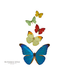 Fototapety  Butterfly flight