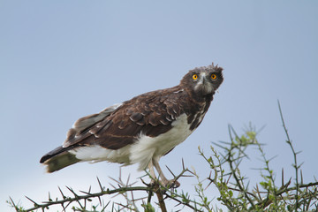 Snake eagle perching on tree branch