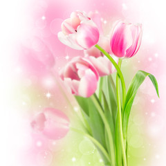 Flowers blooming tulips