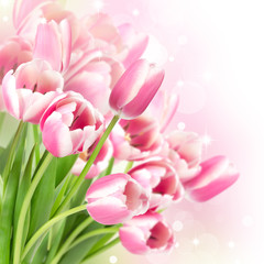Flowers blooming tulips