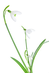 Spring snowdrops isolated on white