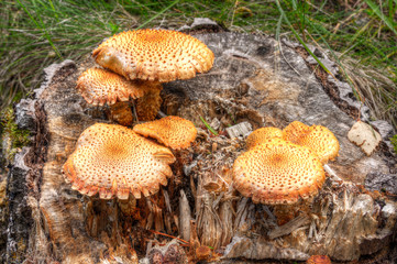 Orange fungus on tree
