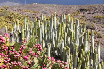 Canary Islands - Opuntia dilenii and Euphorbia canariensis