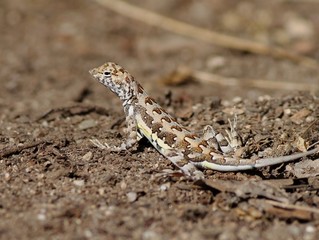 A Zebra-tailed Lizard in Mexico