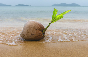 Fototapeta na wymiar orzech kokosowy