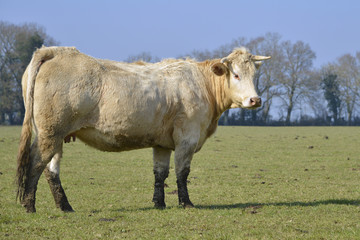 Cow in field