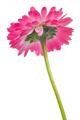 Beautiful Pink Daisy Flower on White Background
