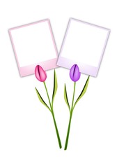 Two Beautiful Tulip Flowers with Blank Photos