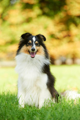 One Shetland Sheepdog Dog
