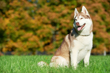 syberian husky dog at autumn