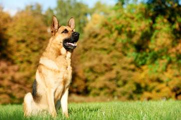 one German Shepherd Dog