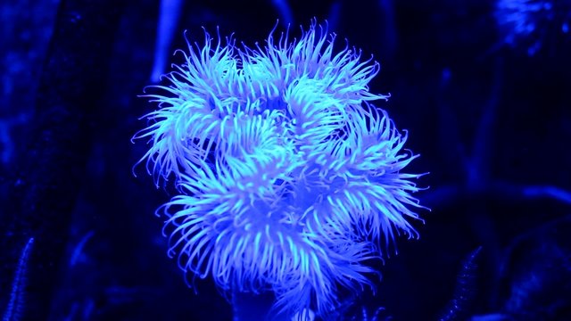 Seeanemone Fluoreszierend