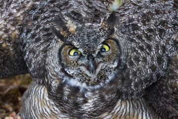 Great Horned Owl