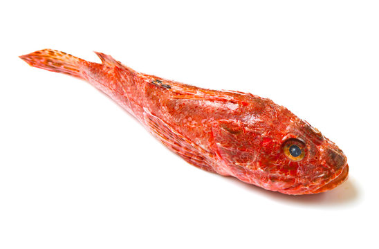 Redfish isolated on white background