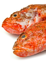 Obraz na płótnie Canvas Redfish