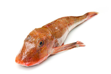 Redfish