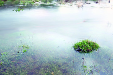 Hierbas de arroyo de Rocasa, Sauceda, Hurdes, España
