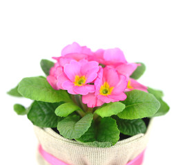 Beautiful pink primula in flowerpot isolated