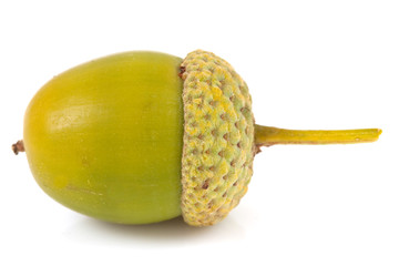 Acorn isolated