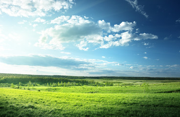 Fototapeta na wymiar pole trawy wiosną i lasu