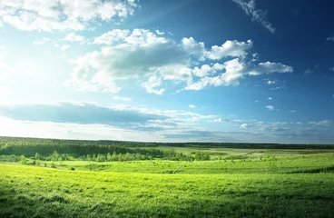 Foto auf Acrylglas field of spring grass and forest © Iakov Kalinin