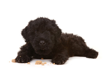 Little Black Russian Terrier Puppy on White Background