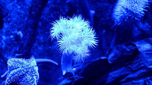 Seeanemone und Seestern Fluoreszierend