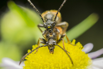 Blister Beetle Reproduction