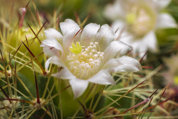 White Cactus Flower