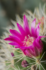 Cactus Flower